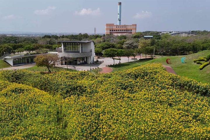  向日葵盛開！台中最新打卡秘境 后里環保公園花海超吸睛 