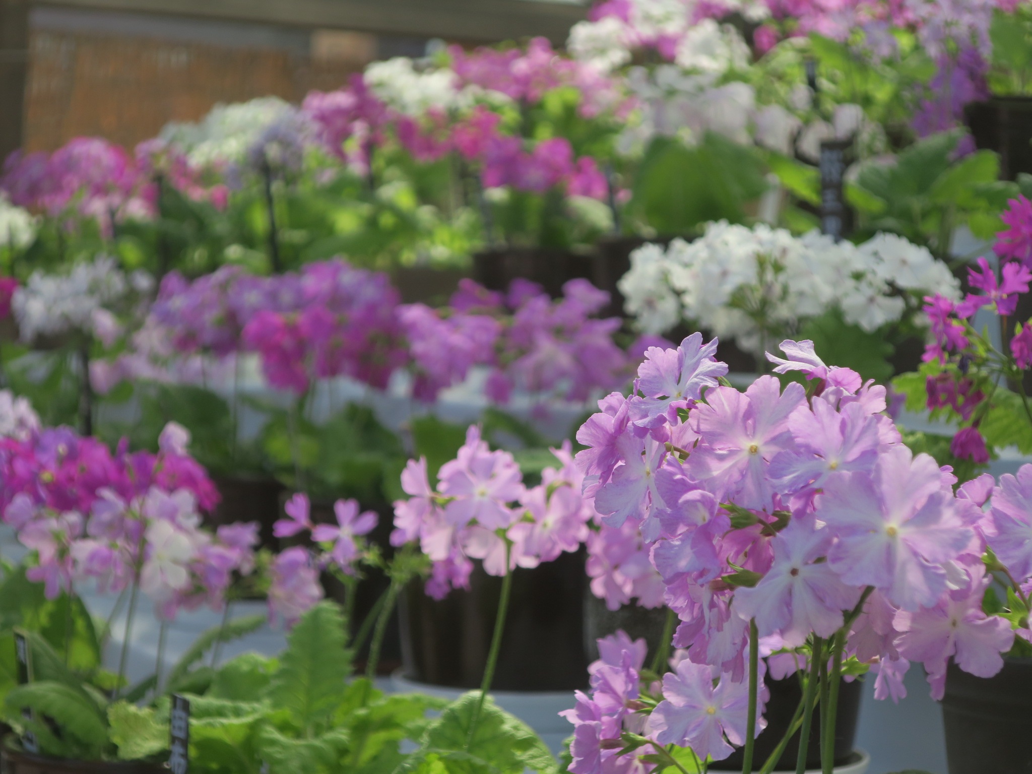 ▲櫻草是江戶時代以來備受喜愛的日本古典園藝植物，三溪園將從4/11~4/15展出改良品種的櫻草展。　圖：橫濱市／提供