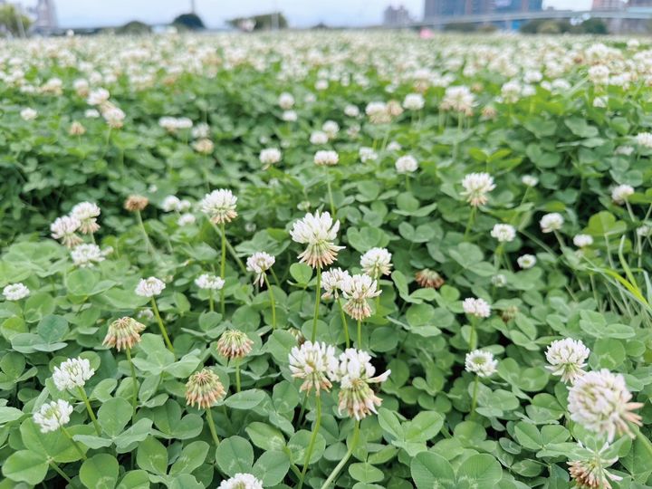 ▲幸運草在新北大都會公園、幸福水漾公園灑滿幸福感。　圖：新北市政府水利局／提供