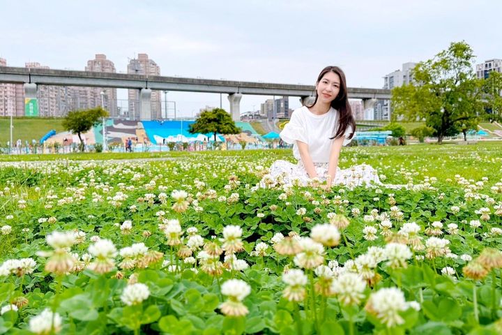 宛如春日白雪 新北大都會公園「白花三葉草」盛開