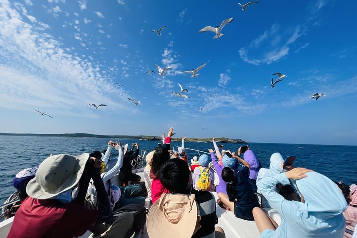 「2024澎湖四季旅遊」的「春之賞鷗季」即將開跑。　圖：澎湖國家風景區管理處／提供 