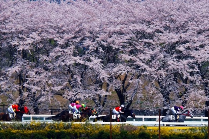 岩手的水澤賽馬場居然也有美櫻可欣賞，一年內僅於櫻花季對外開放，不容錯過。　圖：岩手縣／提供