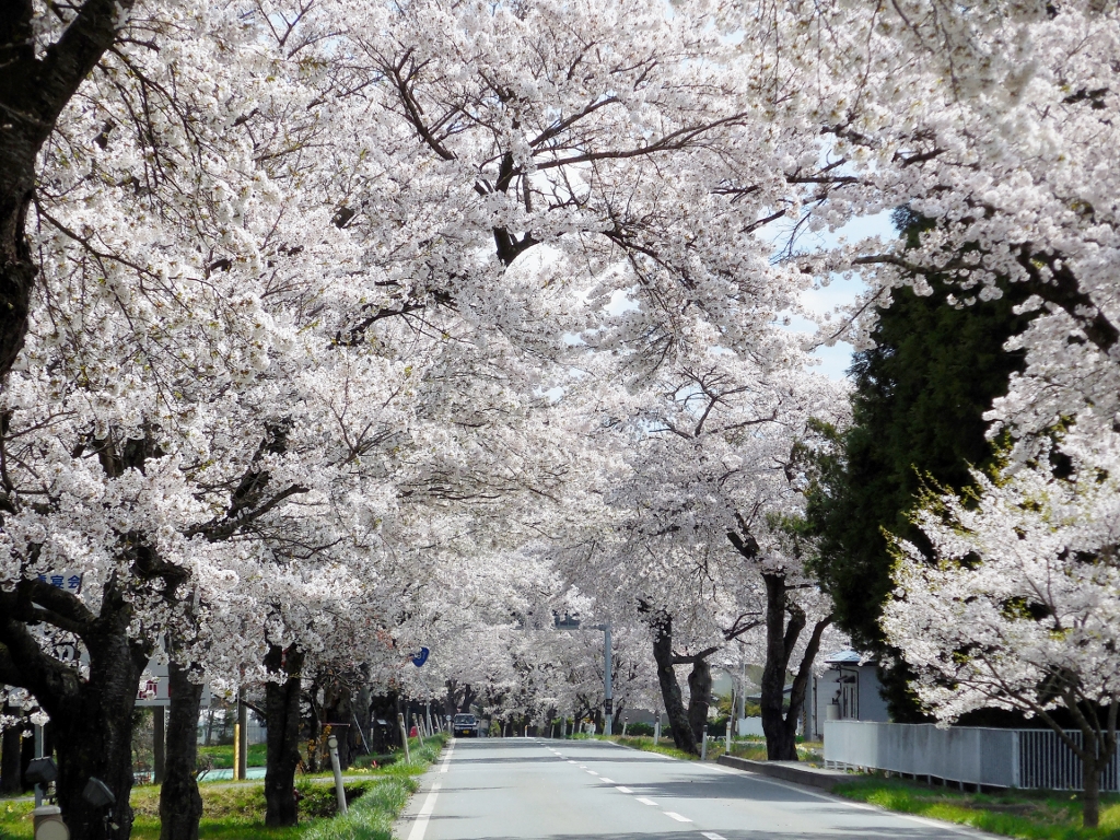 ▲膽澤水鄉櫻花祭。　圖：岩手好好玩官方粉絲團／提供