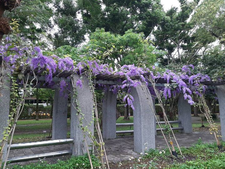 ▲宛如紫色瀑布的錫葉藤。　圖：台北市政府工務局公園路燈工程管理處／提供