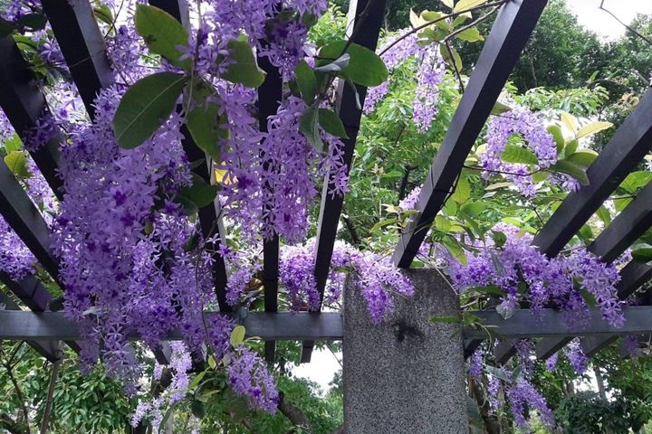 目前大安森林公園的錫葉藤正值開花時節。　圖：台北市政府工務局公園路燈工程管理處／提供