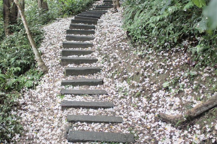 土城清溪步道雪白美景（圖為2022年花況）。　圖：新北市政府客家事務局／提供