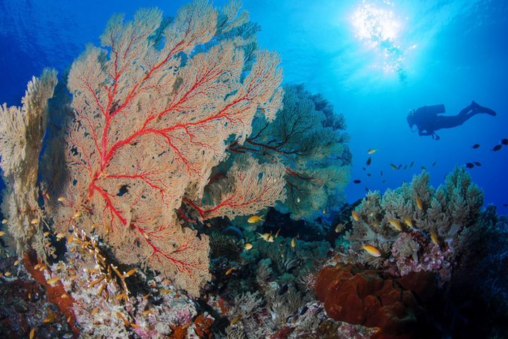 菲律賓連續五年獲得世界旅遊獎最佳潛水目的地，穩座亞洲潛水霸主。　圖：菲律賓觀光部／提供