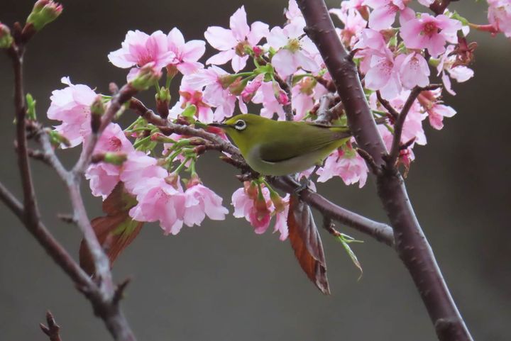 ▲北投線形公園富士櫻與綠繡眼。　圖：台北市政府工務局公園路燈工程管理處／提供