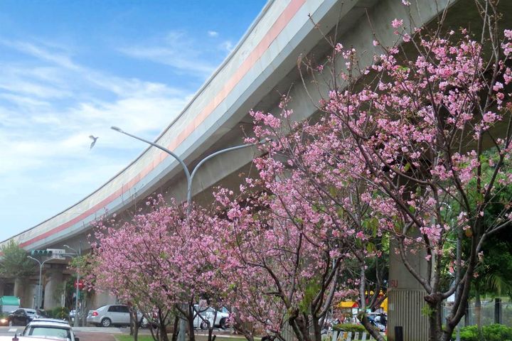 劍潭國小對面捷運線形公園富士櫻盛開，有藍鵲正要飛上路燈。　圖：台北市政府工務局公園路燈工程管理處／提供 