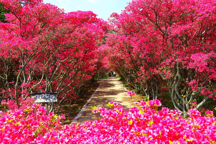  靜岡伊豆半島迎春！小室山公園的杜鵑花海太美了 