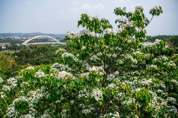  憶桐趣嘉遊！到嘉義市追「四月雪」賞夢幻美景  