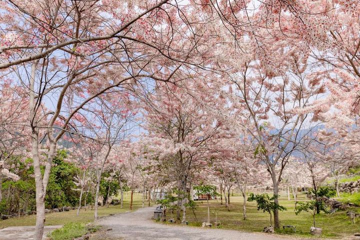 寶來花賞溫泉公園花旗木盛大綻放。　圖：高雄市政府觀光局／提供