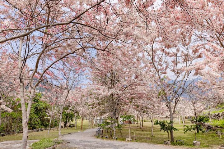 寶來花賞溫泉公園花旗木盛大綻放。　圖：高雄市政府觀光局／提供