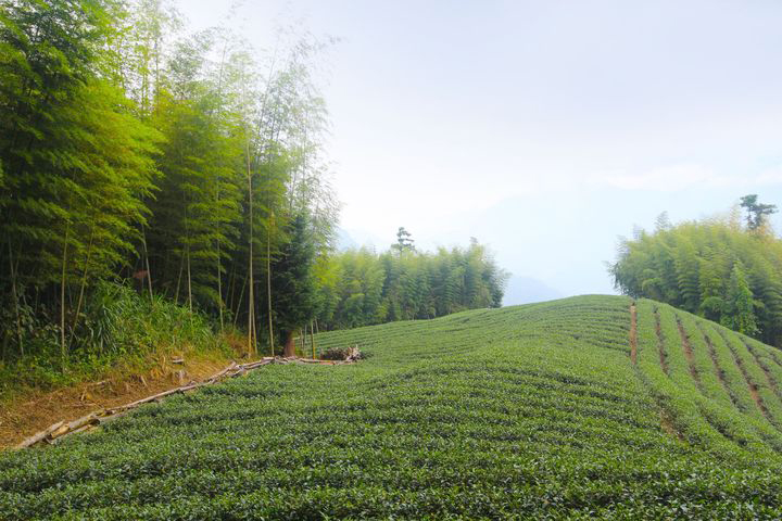 ▲10大熱門美拍景點「瑞太古道」 。　圖：嘉義縣文化觀光局／提供