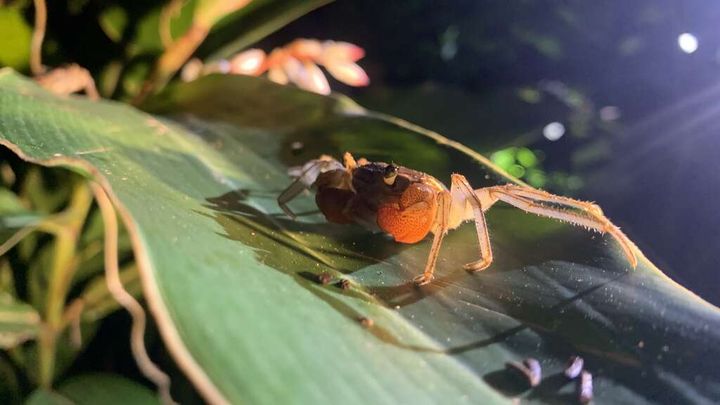 ▲林投蟹。　圖：東部海岸國家風景區管理處／提供