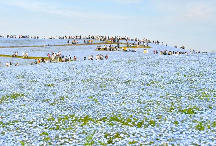 茨城縣國營常陸海濱公園的「見晴之丘」，約有530萬株粉蝶花正值滿開。　圖：國營常陸海濱公園／提供