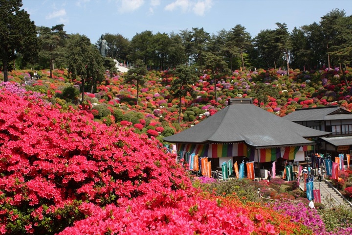 鹽船觀音寺境內色彩繽紛的杜鵑花綻放，讓整個寺內都亮了起來。　圖：© SHOFUNE KANNON Temple／來源