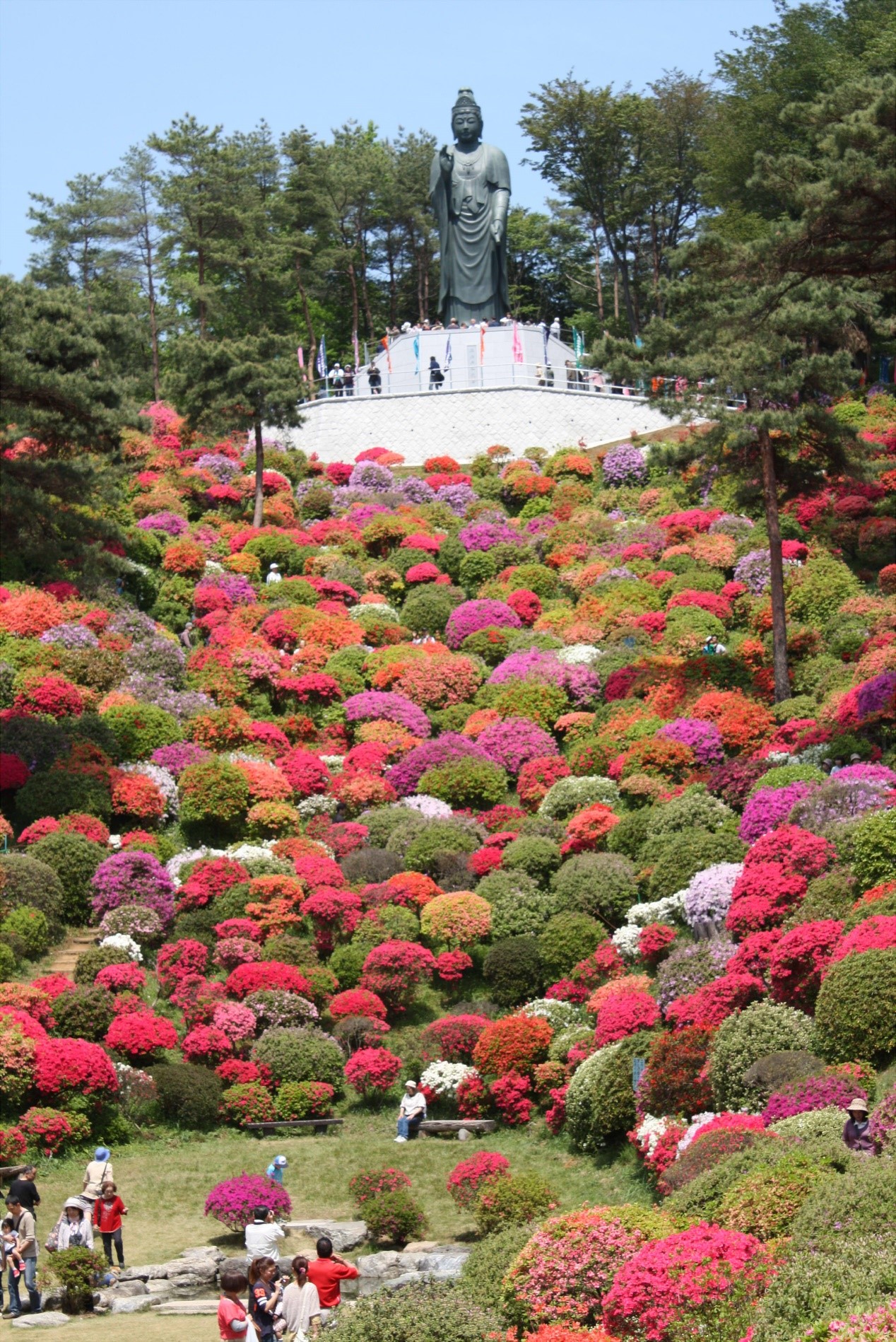 ▲鹽船觀音寺杜鵑花盛開季節，佈滿園區360度的小山丘，美不勝收。　圖：© SHOFUNE KANNON Temple／來源