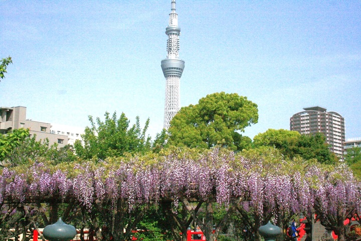 龜戶天神社的紫藤花與晴空塔兩相輝映同框入鏡，是一大亮點。　圖：©KAMEIDO TENJINJYA／提供