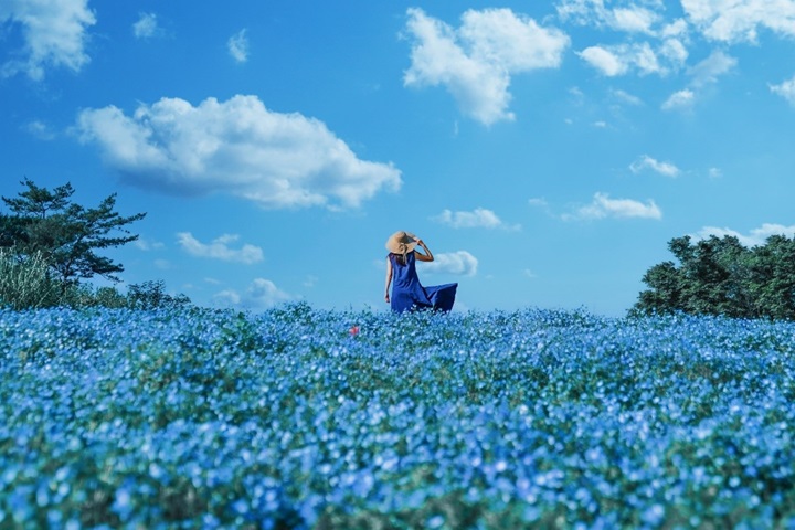  東京昭和紀念公園180萬株粉蝶花盛開，湛藍花毯讓人心動！ 