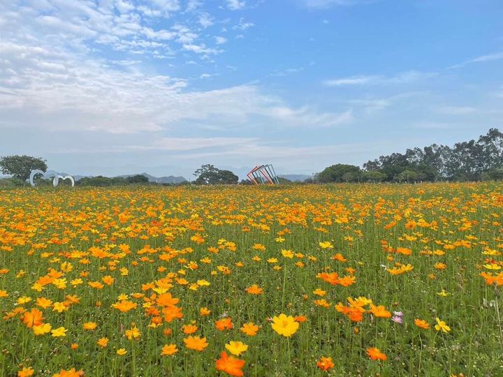 ▲中市后里環保公園波斯菊盛開。　圖：台中市政府觀光旅遊局／提供