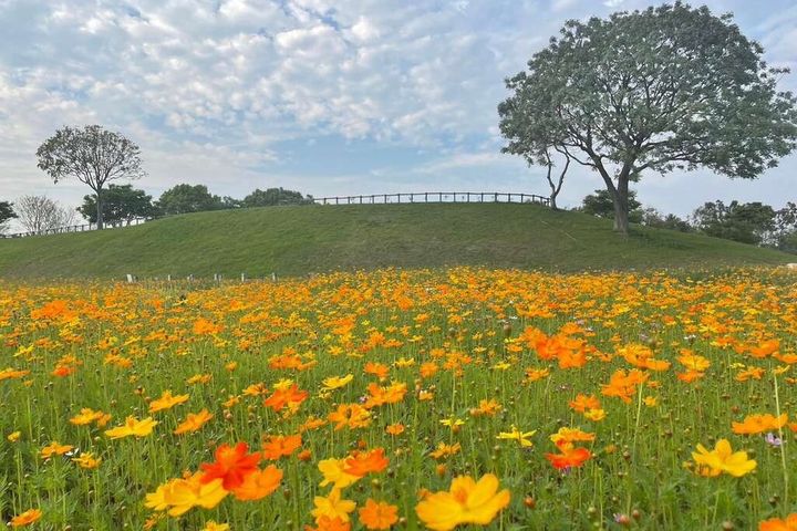  波斯菊盛開！把握時間徜徉后里環保公園花海中 