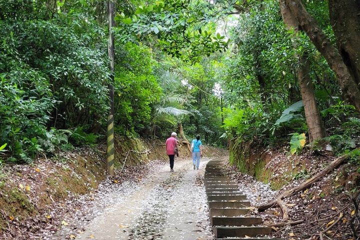 三芝賞桐秘「徑」環境清幽宜人。　圖：新北市政府綠美化環境景觀處／提供