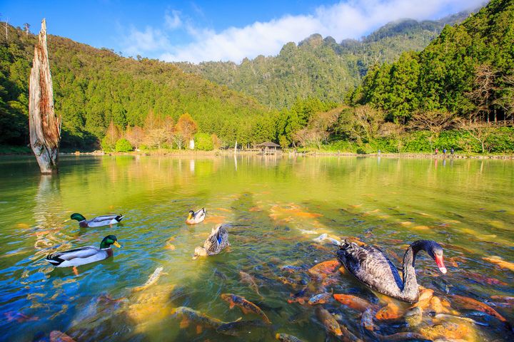 ▲力麗馬告生態園區－明池湖。　圖：力麗觀光／提供