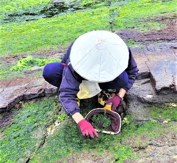 ▲漁民趁退潮時至礁岩上採集青海菜。　圖：新北市政府漁業及漁港事業管理處／提供