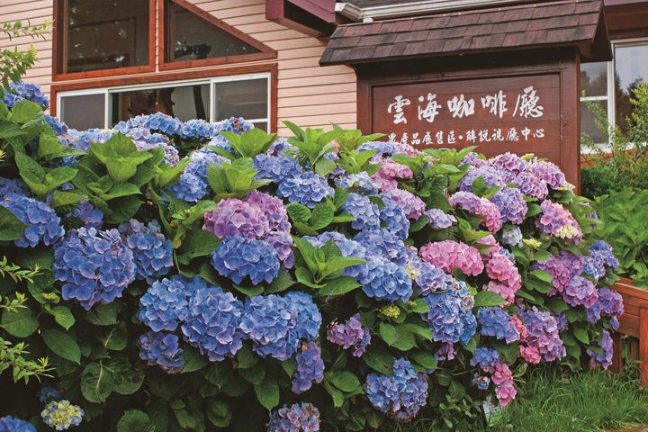  《好客竹縣》賞花攻略出刊！全台海拔最高紫色繡球花 5月即將盛開  