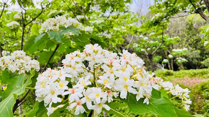 ▲仁和步道桐花。　圖：新竹縣政府／提供