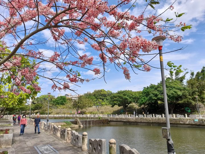 ▲沿著關西牛欄河親水公園步道，可觀賞到粉紅色的花旗木。　圖：阿發的簡單幸福／提供