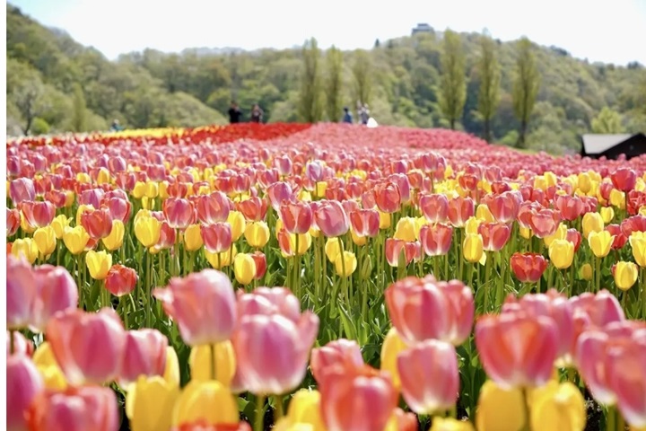 位於新潟縣長岡市的國營越後丘陵公園正值鬱金香花祭，即日起到5╱6繽紛美翻天。　圖：國營越後丘陵公園／提供