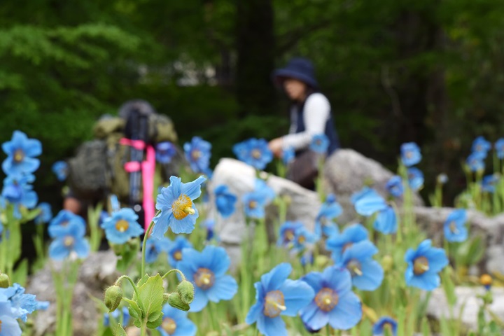 生長在喜馬拉雅高山的藍罌粟，在日本神戶也看得到。　圖：神戶觀光局／提供
