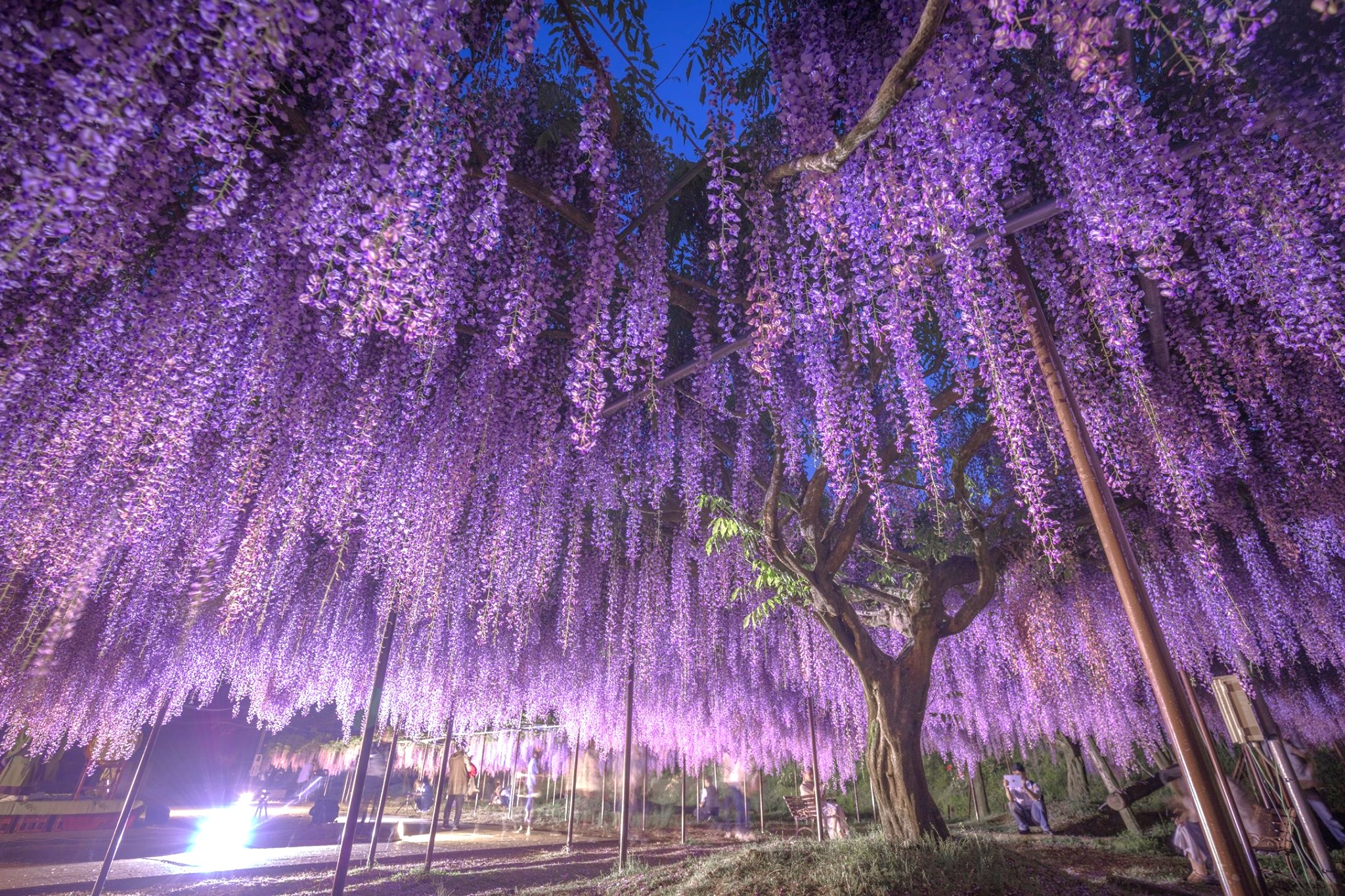 位於兵庫縣丹波市的白毫寺，紫色九尺藤花像鋪布一樣流洩而下，好美。　圖：日本旅行情報局／提供