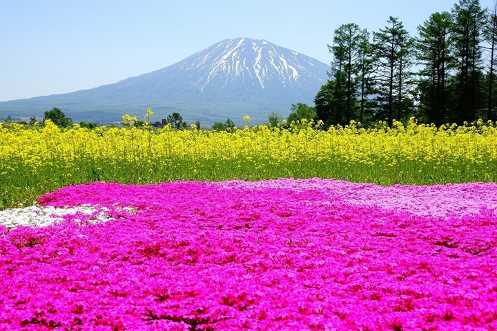 太美了！北海道山腳下的黃紅花海令人驚豔