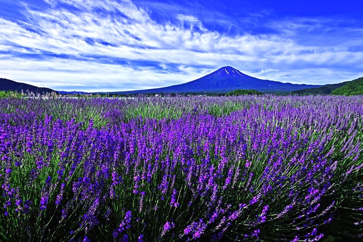 夢幻級薰衣草花海！綻放在富士山河口湖畔的紫色浪漫