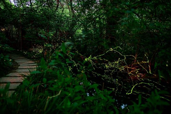 大安森林公園美麗的螢火蟲，把握機會賞螢。　圖：臺北市政府工務局／提供