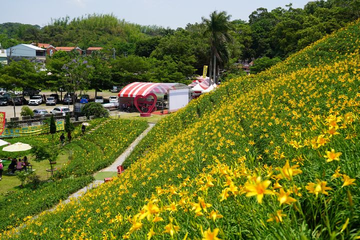 ▲花壇虎山巖金針花季，每年都吸引20多萬的賞花遊客，創造許多商機。　圖：參山國家風景區管理處／提供