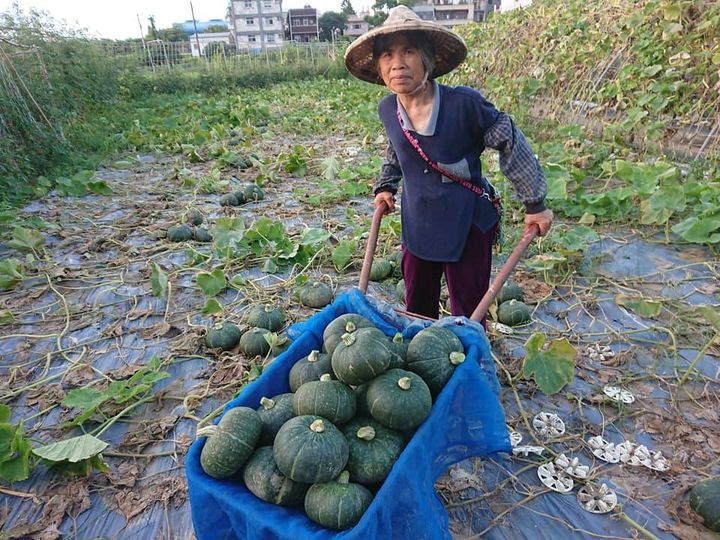 ▲謝簡素打造南瓜隧道。　圖：新北市政府農業局 ／提供