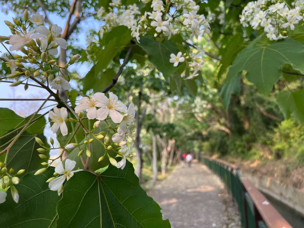 ▲水流東休閒農業區油桐花生態步道。　圖：台中市政府觀光旅遊局／提供