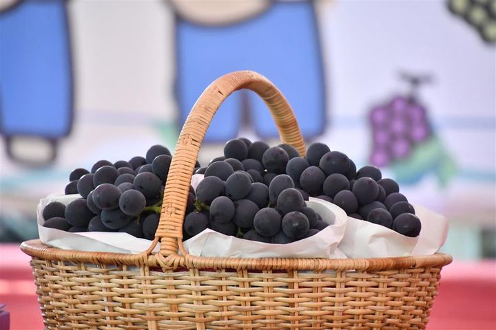 彰化縣葡萄有「紫色鑽石」的美譽。　圖：彰化縣政府／提供
