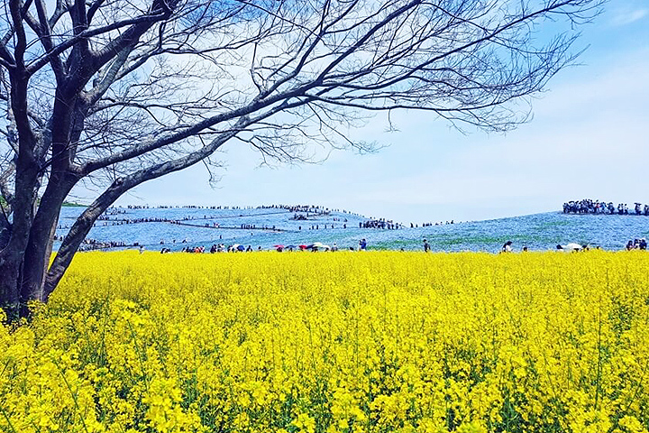 ▲亮黃色的油菜花和淡藍色的粉蝶花同場爭映。　圖：JR TIMES／提供