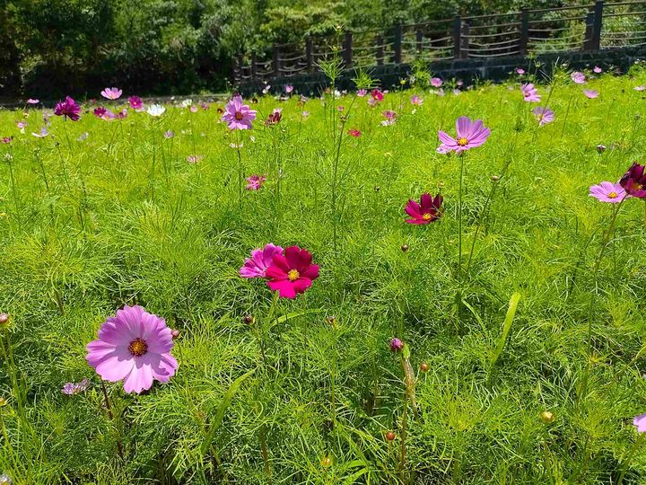 ▲波斯菊綻放近照。　圖：台北市政府工務局大地工程處／提供