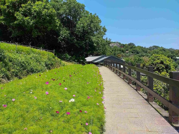 ▲樟樹步道的波斯菊提前綻放。　圖：台北市政府工務局大地工程處／提供 