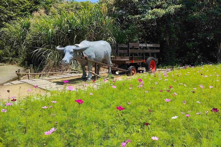 牛車花景。　圖：台北市政府工務局大地工程處／提供 