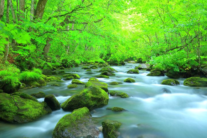 ▲夏日訪奧入瀨溪流，感受沁涼的東北美景。　圖：shutterstock／來源