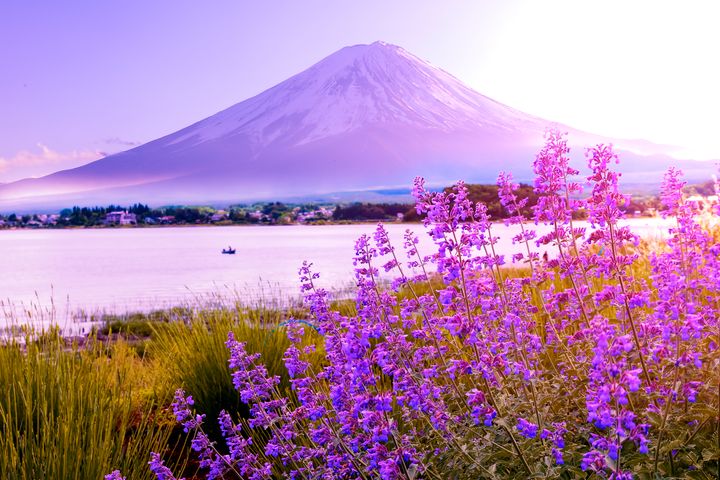 ▲富士山河口湖夏季限定美景，絢爛薰衣草盛開。　圖：喜鴻假期／提供