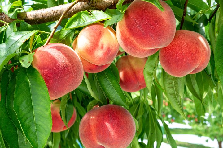 如拳頭大的水蜜桃鮮甜可口，是夏季盛產果物。　圖：喜鴻假期／提供