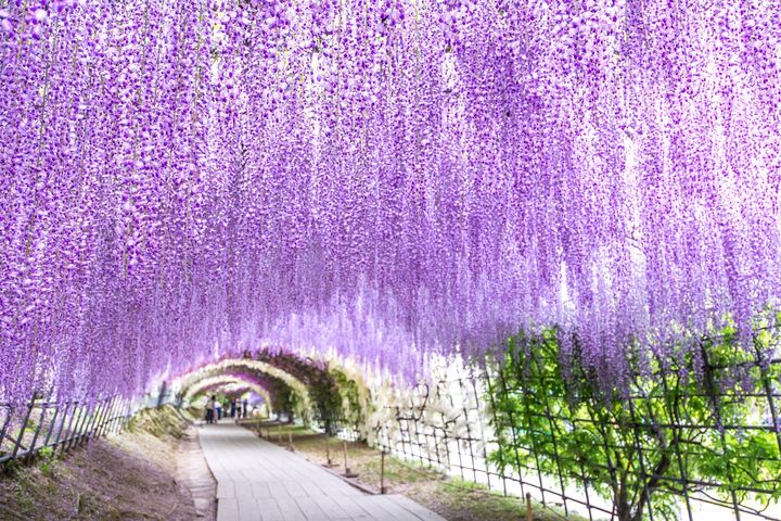 ▲華航線上旅展提供精選航點之優惠回饋旅客，福岡7,708元起（未稅）。　圖：Shutterstock／來源